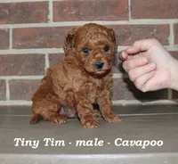 Tiny Tim (toy), a male Cavapoo for sale in Clarkrange, TN – 1 of 5
