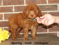Sparky , a male Cockapoo for sale in Clarkrange, TN – 5 of 6