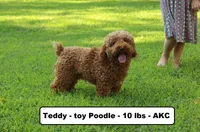 Princess, a female Cavapoo for sale in Clarkrange, TN – 4 of 4