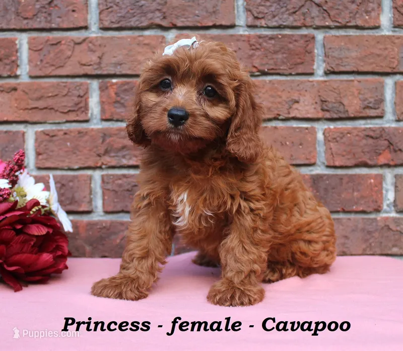 Princess – Cavapoo puppy for sale in Clarkrange, TN