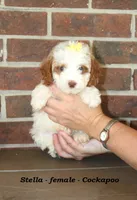 Stella, a female Cockapoo for sale in Clarkrange, TN – 2 of 6