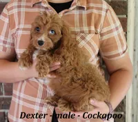 Dexter, a male Cockapoo for sale in Clarkrange, TN – 3 of 10