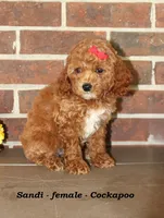 Sandi, a female Cockapoo for sale in Clarkrange, TN – 3 of 6