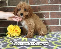 Bobo, a male Cavapoo for sale in Clarkrange, TN – 1 of 5