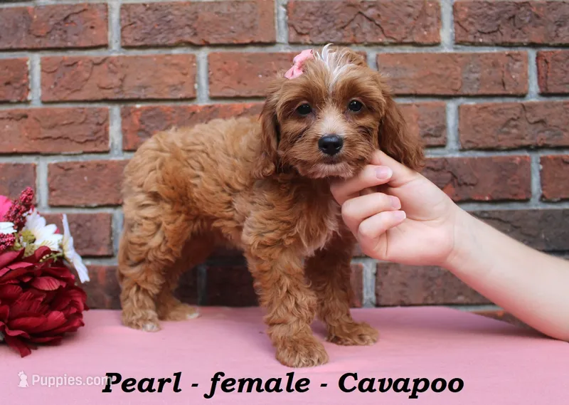 Pearl – Cavapoo puppy for sale in Clarkrange, TN