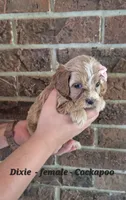 Dixie, a female Cockapoo for sale in Clarkrange, TN – 3 of 6