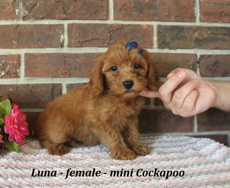 Luna – Cockapoo puppy for sale in Clarkrange, TN
