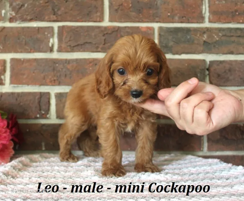 Leo – Cockapoo puppy for sale in Clarkrange, TN