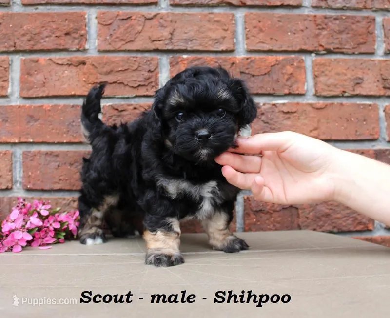 Scout – Shihpoo puppy for sale in Clarkrange, TN