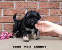 Scout, a male Shihpoo for sale in Clarkrange, TN – Photo 1 of 6