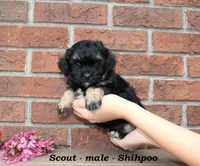 Scout, a male Shihpoo for sale in Clarkrange, TN – Photo 2 of 6