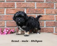 Scout, a male Shihpoo for sale in Clarkrange, TN – Photo 4 of 6