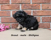 Scout, a male Shihpoo for sale in Clarkrange, TN – Photo 3 of 6