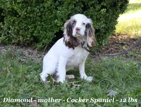 Jasmine, a female Cockapoo for sale in Clarkrange, TN – 5 of 6
