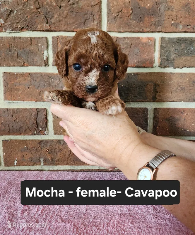 Mocha – Cavapoo puppy for sale in Clarkrange, TN