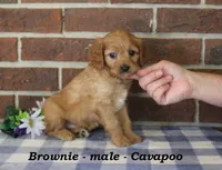 Brownie, a male Cavapoo for sale in Clarkrange, TN – 4 of 6