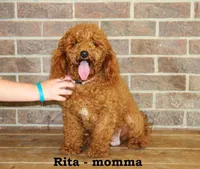 Ranger, a male Cockapoo for sale in Clarkrange, TN – 7 of 7