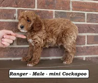 Ranger, a male Cockapoo for sale in Clarkrange, TN – 4 of 7