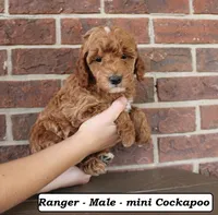 Ranger, a male Cockapoo for sale in Clarkrange, TN – 5 of 7