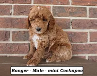 Ranger, a male Cockapoo for sale in Clarkrange, TN – 3 of 7