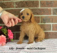 Lilly, a female Cockapoo for sale in Clarkrange, TN – 2 of 6