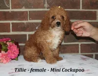 Tillie, a female Cockapoo for sale in Clarkrange, TN – 3 of 6