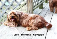 Lori, a female Cavapoo for sale in Clarkrange, TN – 5 of 6