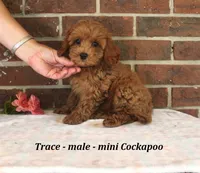 Trace, a male Cockapoo for sale in Clarkrange, TN – 2 of 6