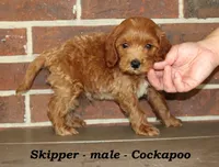 Skipper, a male Cockapoo for sale in Clarkrange, TN – 2 of 5
