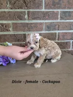 Dixie, a female Cockapoo for sale in Clarkrange, TN – 2 of 6