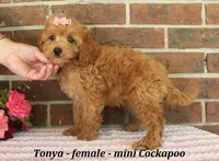 Tonya, a male Cockapoo for sale in Clarkrange, TN – 3 of 6