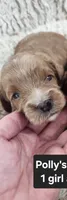 Princess, a female Cavapoo for sale in Clarkrange, TN – 1 of 4