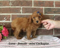 Luna, a female Cockapoo for sale in Clarkrange, TN – 3 of 6