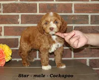 Star, a male Cockapoo for sale in Clarkrange, TN – 2 of 6