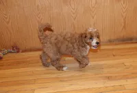 Diesel, a male Cockapoo for sale in Clarkrange, TN – 4 of 9