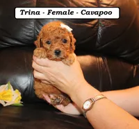 Trina, a female Cavapoo for sale in Clarkrange, TN – 3 of 3