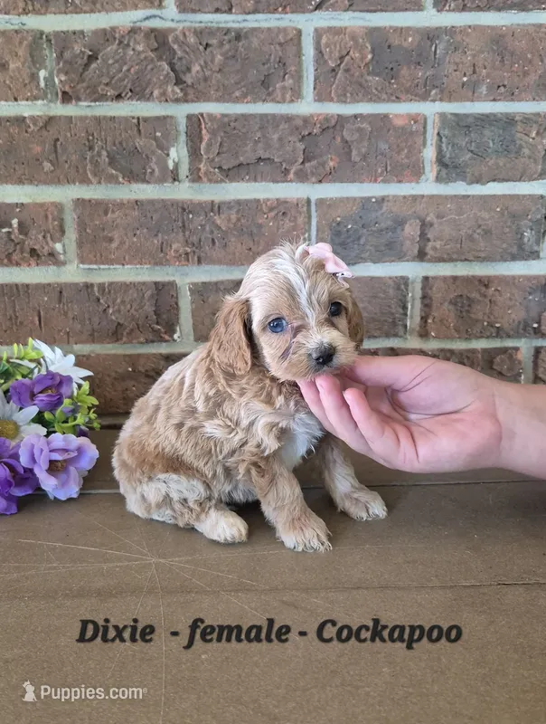 Dixie – Cockapoo puppy for sale in Clarkrange, TN