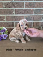 Dixie, a female Cockapoo for sale in Clarkrange, TN – 1 of 6