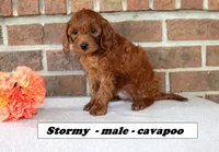 Stormy, a male Cavapoo for sale in Clarkrange, TN – Photo 2 of 6