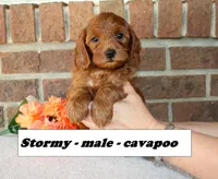 Stormy, a male Cavapoo for sale in Clarkrange, TN – Photo 1 of 6