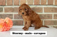 Stormy, a male Cavapoo for sale in Clarkrange, TN – Photo 4 of 6
