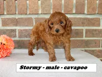 Stormy, a male Cavapoo for sale in Clarkrange, TN – Photo 3 of 6