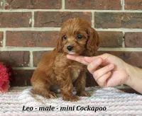 Leo, a male Cockapoo for sale in Clarkrange, TN – 2 of 6