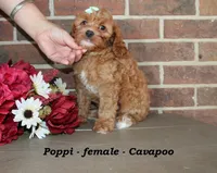 Poppi, a female Cavapoo for sale in Clarkrange, TN – 2 of 7