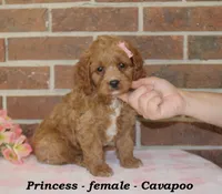 Princess, a female Cavapoo for sale in Clarkrange, TN – 2 of 6