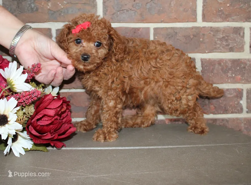 Roxie – Cavapoo puppy for sale in Clarkrange, TN