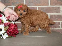 Roxie, a female Cavapoo for sale in Clarkrange, TN – 1 of 8