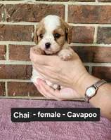 Chai, a female Cavapoo for sale in Clarkrange, TN – 2 of 6