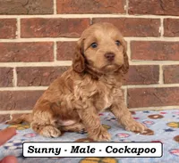 Sunny, a male Cockapoo for sale in Clarkrange, TN – Photo 1 of 8
