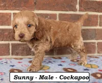Sunny, a male Cockapoo for sale in Clarkrange, TN – Photo 5 of 8